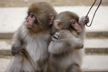 Two pretty monkeys - 194482485