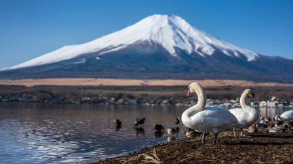 Swan And Mount Fuji View