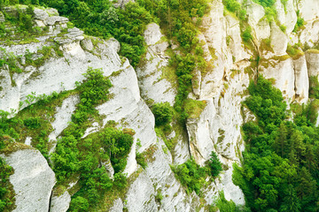 The texture of the summer green forest from a bird's eye view. Beautiful view from the high point...