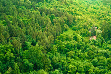 The texture of the summer green forest from a bird's eye view. Beautiful view from the high point...