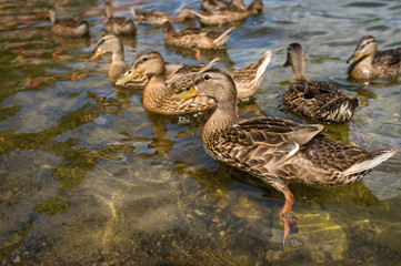Female Mallard Ducks