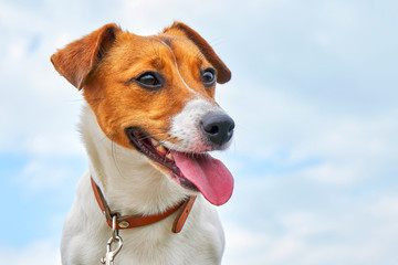 Portrait of Jack Russell Terrier. A dog stands on the beach against a blue sky                            