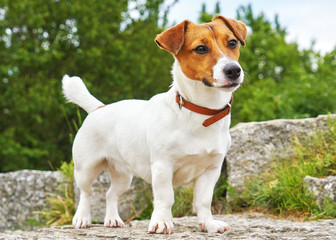 Portrait of Jack Russell Terrier. A dog in a clearing with green grass in a large beautiful city park at sunset on a sunny day closeup