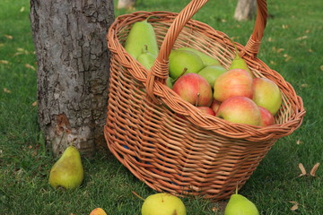 korb mit äpfel und birnen lehnt an baumstamm