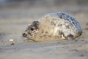 Naklejka premium Grey seal (Halichoerus grypus)