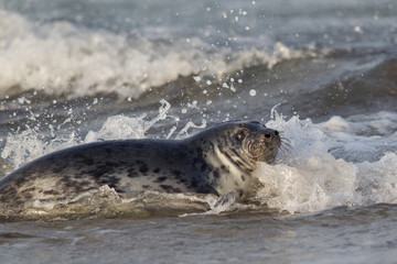 Grey seal (Halichoerus grypus)