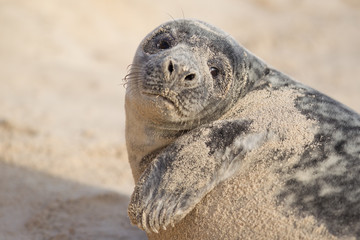 Grey seal (Halichoerus grypus)