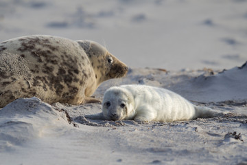 Grey seal (Halichoerus grypus)