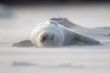Grey seal (Halichoerus grypus)