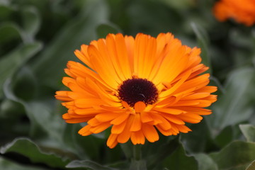 Orange English Marigold in Summer