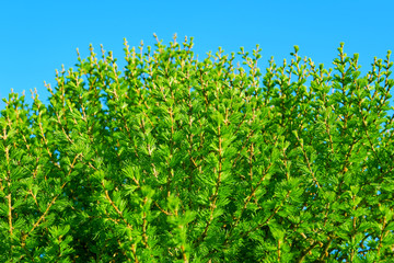 Fototapeta na wymiar Spring background of a bright fresh green foliage tree in a city park against a blue sky and sunbeams 