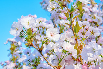 Background of a blooming sakura tree in a park. Blossoming cherry blossom flowers of soft pink color                                   