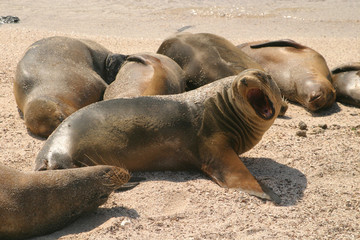 Sea Lion