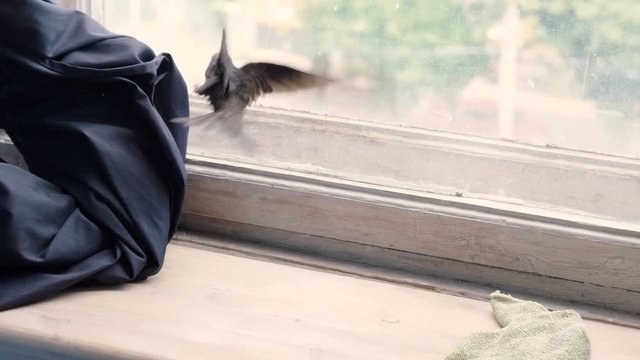 Black little bird flew into the living room and beating on the glass window. 4K