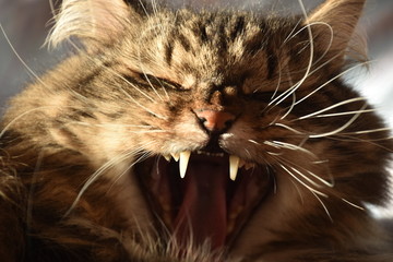 Yawning cat - 194484207