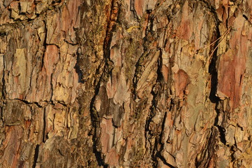 tree bark