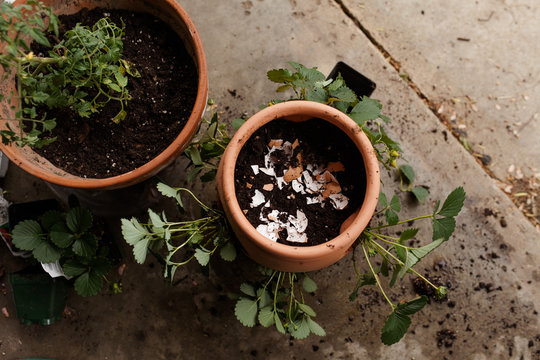 Top view of terra cotta pots being prepared for plants; eggshells being added to soil