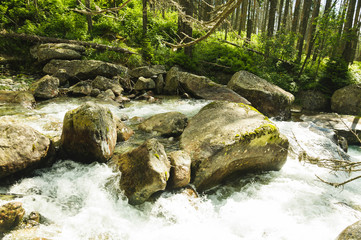 Naklejka na ściany i meble Mountain river through the wild forest at Tatra mountains in Slovakia.