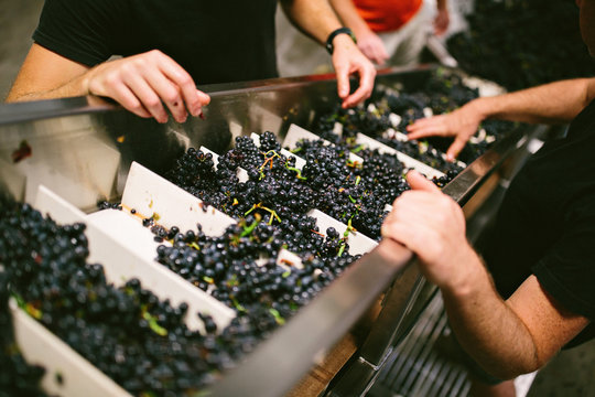 Wine Making Process