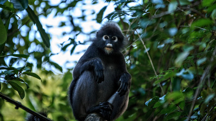 Dusky Leaf Monkey