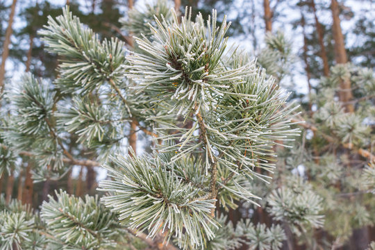 Fototapeta Pines in winter