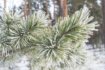 Naklejka na ściany i meble Pines in winter