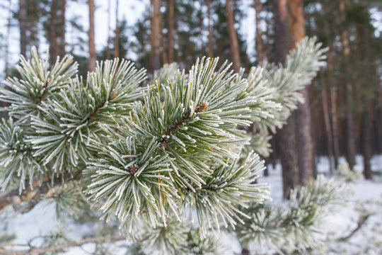 Fototapeta Pines in winter