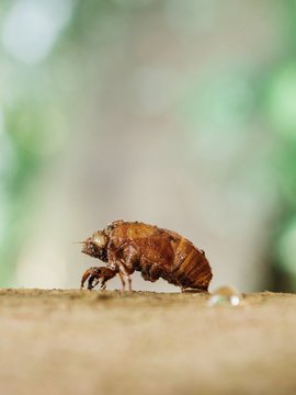 cicada eclosion in wild