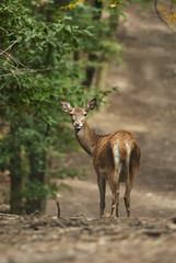 Red Deer, Cervus elaphus, herbivore in autumn forest, Europe