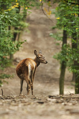 Red Deer, Cervus elaphus, herbivore in autumn forest, Europe