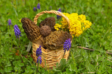springtime edible mushroom trip