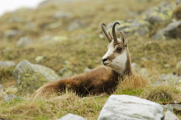 Tatra Chamois, Rupicapra rupicapra tatrica, High Tatras mountains, Tatra National Park, Slovakia