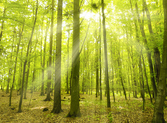 Beautiful green forest background with sunny beams.