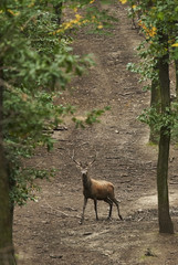 Red Deer, Cervus elaphus, herbivore in autumn forest, Europe
