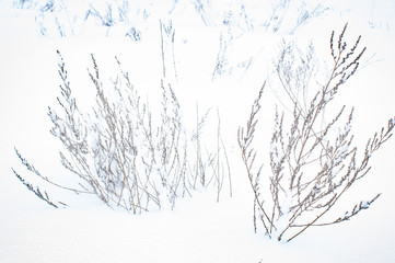 winter, snow,ice,trees