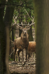 Red Deer, Cervus elaphus, herbivore in autumn forest, Europe