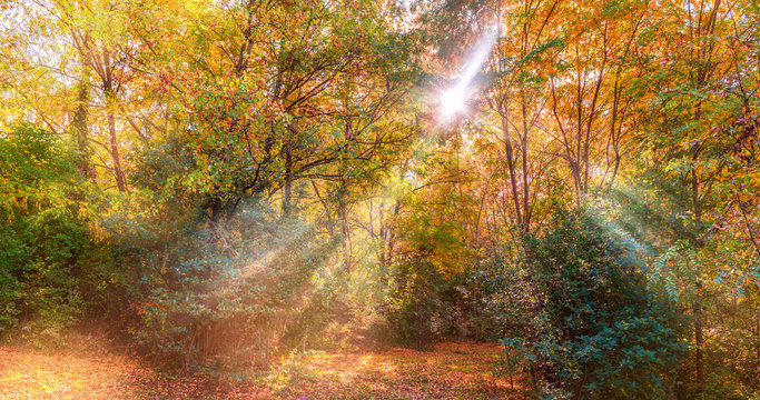 Fototapeta Foret d'automne