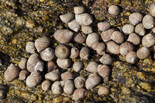 Bigorneaux dans une faille entre les rochers