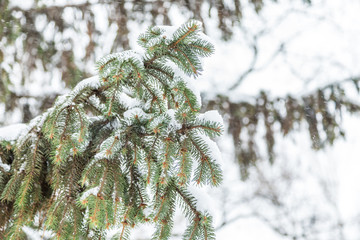 snow-covered branches of a fir tree, snowy background