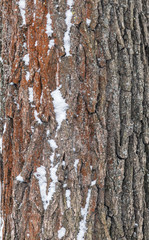 Obraz premium Background with bark of the tree is covered with snow