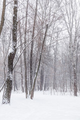 Winter park, a snow-covered background with coniferous trees