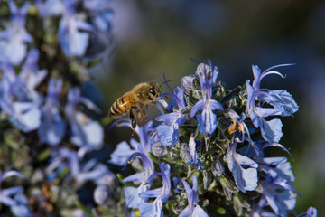 Bienenhonig biologisch