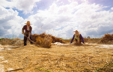 Farmers are throwing rice on the floor to keep rice grain out of
