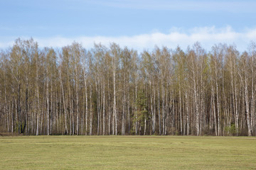 Birch wood. Early spring. Latvia.