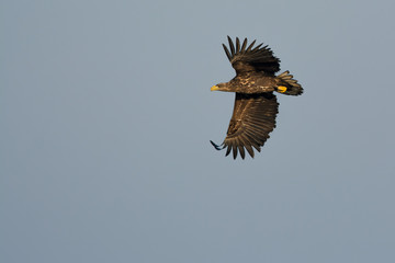 Eagle on the west coast,Sweden