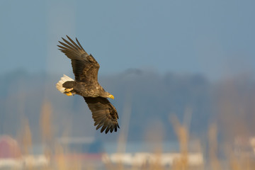  Eagle on the west coast,Sweden