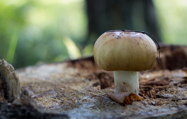 Russula foetens