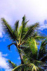Palm tree at the beach against a bright blue sky.