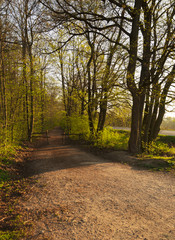 Fototapeta na wymiar Path in the forest