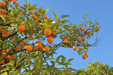 Pomarańcze © Tomasz Warszewski